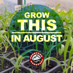 Crops to Plant in August
