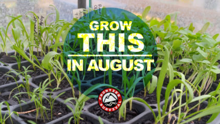 Crops to Plant in August