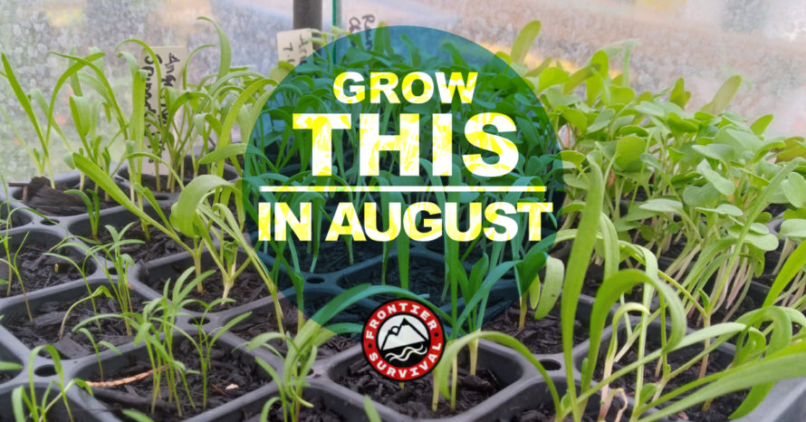 Crops to Plant in August